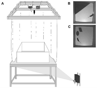 Inactivation of the Lateral Entorhinal Area Increases the Influence of Visual Cues on Hippocampal Place Cell Activity